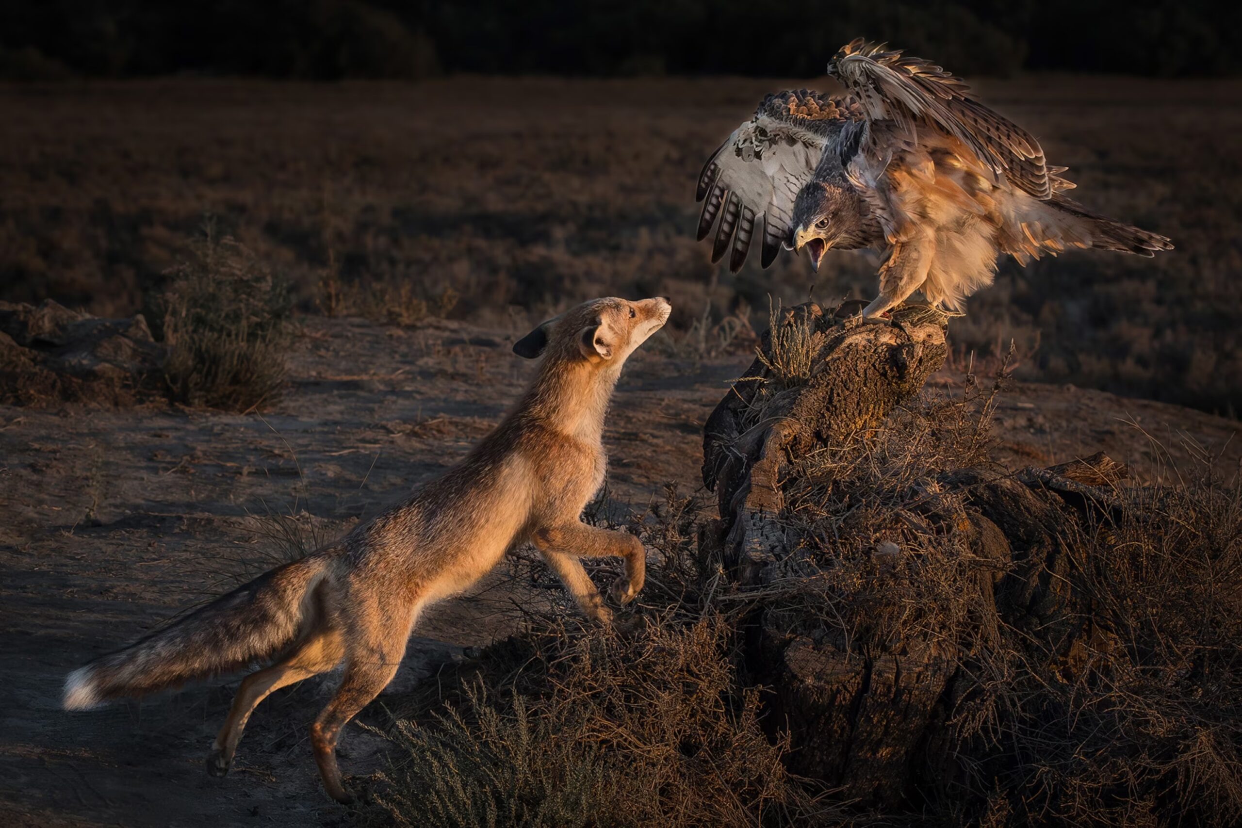 fox-and-eagle-nose-to-beak-victoria-andrews